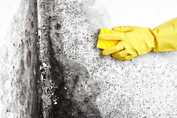 Best Commercial Mold Removal  in Elkhart Lake, WI