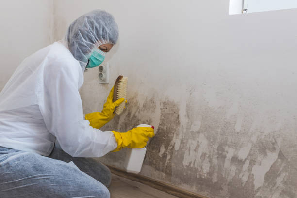 Best Mold Damage Repair  in Elkhart Lake, WI