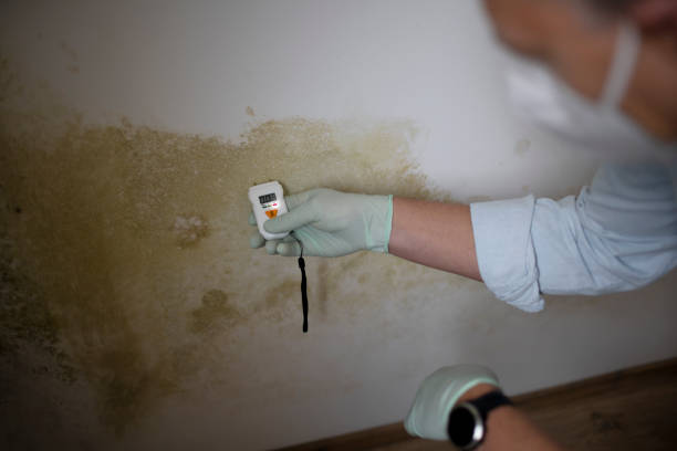 Professional Mold Removal in Elkhart Lake, WI