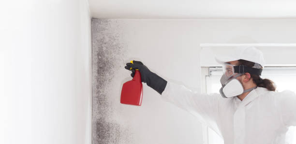 Best Attic Mold Removal  in Elkhart Lake, WI