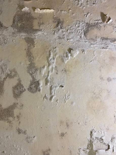 Best Mold Testing  in Elkhart Lake, WI