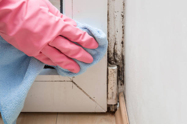 Crawl Space Mold Removal in Elkhart Lake, WI